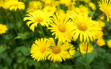 Doronicum orientale yellow flower close up. Also known as leopard's bane flowers.