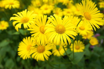Doronicum orientale yellow flower close up. Also known as leopard's bane flowers.