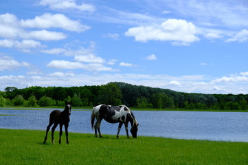 Horse with colt grazing on green grass field