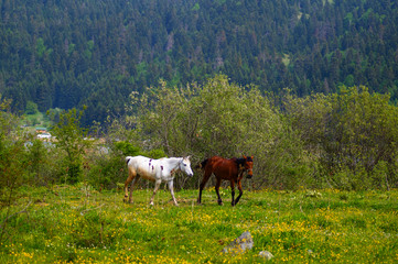 Fototapeta na wymiar two horses walking on meadow. stray horses in the meadows.