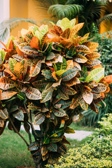 Colorful Crotons - Codiaeum - Bushes Growing Along Walkway, Way Park Garden © Great Brut Here