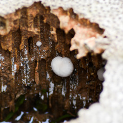 A white tiny mushroom grow on wooden