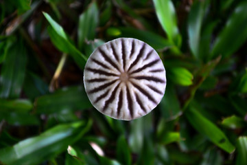Repetition pattern of wild mushroom with horizontal image