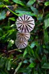 Repetition pattern of wild mushroom with horizontal image