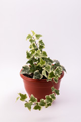 Green ivy in a pot. Isolated white.