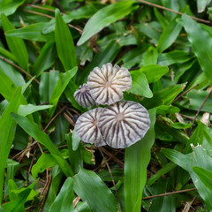 A group of little mushroom in the garden