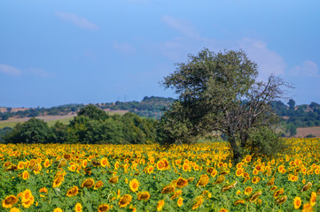 Fototapeta premium Sunflower field and nature in a sunny day.