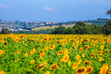Sunflower field and nature in a sunny day.