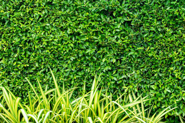 spider plant with green leaf pattern background