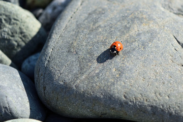 ladybug (Coccinellidae) on the grey stone at Kipos beach, Samothraki island, Greece, Aegean sea