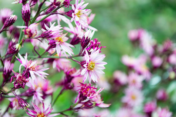 bouquet of pink  flowers on green background