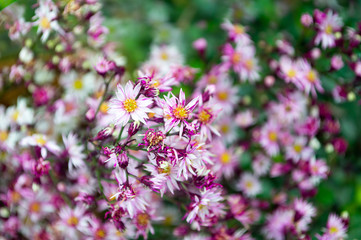 bouquet of pink  flowers on green background