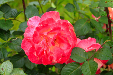 Beautiful pink rose on flower bed in a garden