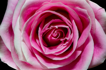 close up pink rose flower on black background