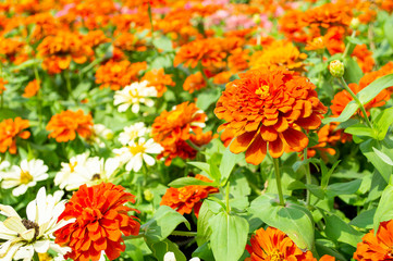 orange and white blossom Zinnia flower in park