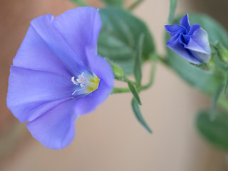 コンボルブルス・ブルーコンパクタの青い花