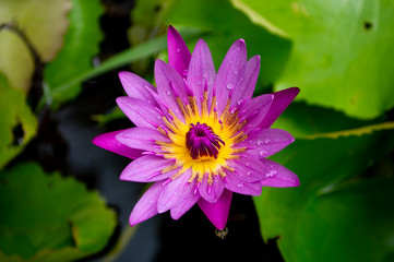 top view purple or violet lotus,water lily and leaf in Lotus basin