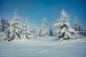 Fototapeta na wymiar Picturesque morning view of mountain forest. Frosty outdoor scene with fir trees covered of fresh snow. Beautiful winter landscape. Happy New Year celebration concept.