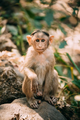 Goa, India. Young Bonnet Macaque - Macaca Radiata Or Zati Sitting On Stone. Portrait Of Cub