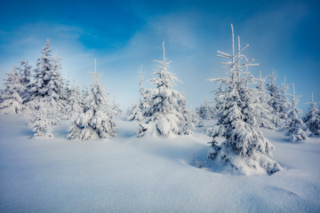 Misty morning view of mountain forest. Superb outdoor scene with fir trees covered of fresh snow. Beautiful winter landscape. Happy New Year celebration concept.