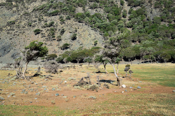 semi-desert vegetation at wild and beauty Kipos beach in Samothrace island, Samothraki, Greece, Aegean sea