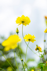 close up yellow cosmos flower in garden with blue sky