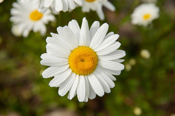 Fototapeta premium Daisy flower in white and yellow 