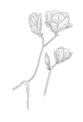 Magnolia flowers on a brunch. Vector illustration hand drawn isolated on white background..