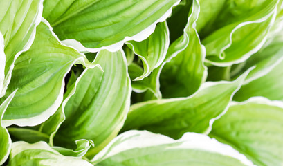 Natural background. Hosta (Funkia, Plantain Lilies) in the garden. Close-up green leaves with white border