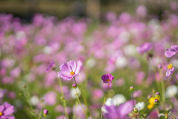Obraz premium Pink flowers, also known as zinnia, are most commonly planted in the garden as seedlings are planted in pots or down to the ground. It can growth strong species.