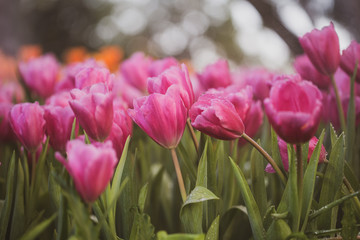 Tulips flower in  the garden.