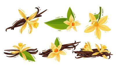 Obraz premium Vanilla Flowers and Pods or Sticks Isolated on White Background Vector Set