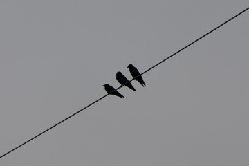 Silhouette of three black birds on a power supply line with sky in the background