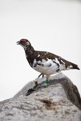 立山のライチョウ（オス）