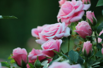 rosa Rosen und Rosenholz