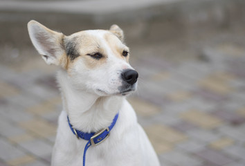 Obraz premium Street portrait of proud cross-breed white dog wearing blue collar