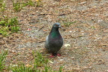 Beautiful pigeon in the park