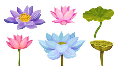 Lotus Aquatic Plant with Large Showy Flowers and Leaves Isolated on White Background Vector Set