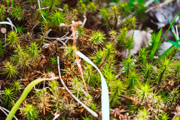 Green moss macro photography, forest floor nature background. Green plants close up wallpaper background. Lichen pattern forest floor, green moss macro texture for design, backdrop, lettering.