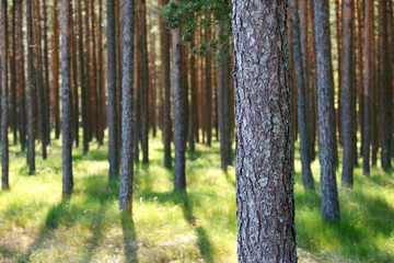 Pine Forest, sunlight