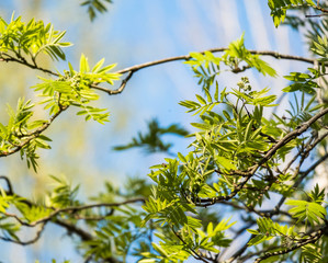 Rowan tree branch close up with blue sky background. Rowan berry green tree branch background on sunny day.  Nature background with green trees.