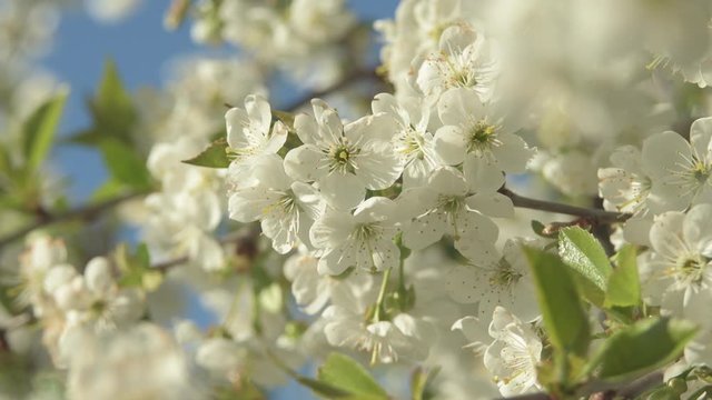 Cherry blossom in full blum against ib the garden. Nature concept. Spring garden. Hello spring.
