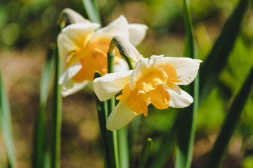 Obraz premium Narcissus flower close up macro photo, green summer background. Yellow flowers of narcissus at field close up, flower background photography. Narcissus wallpaper with closed up flower.