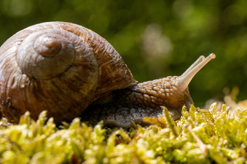 Weinbergschnecke auf Nahrungssuche