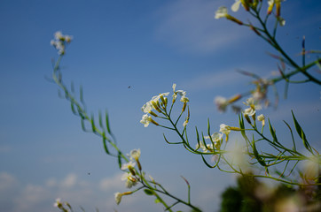 Picture of a Flower in the wind with a blue sky in the background.