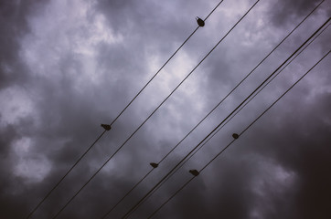 Birds on a powerline