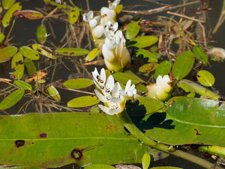 Aponogeton distachyos, waterblommetjie or cape-pondweed with white flowers like Y and dark-brown...