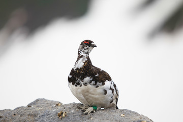 立山のライチョウ（オス）