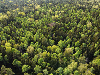 Naklejka na ściany i meble Park, tops of green trees, view from above. Aerial shot of summer forest landscape