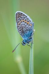 Bright blue little butterfly Common Blue sits on a grass on a beautiful blurred green background. Common Blue, Polyommatus icarus